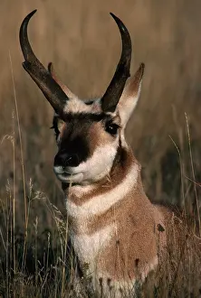 Shot Prints: Pronghorn Antelope