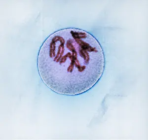 Cycle Prints: Prophase of Mitosis in Trillium Cell