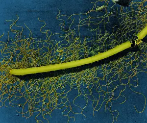 Gram Prints: Proteus vulgaris Bacteria, TEM