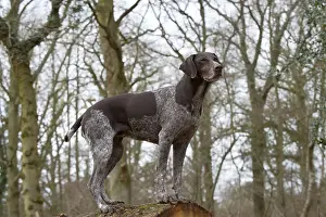 Tree Prints: Proud German Short-haired Pointer, Hunting Dog in the Woods