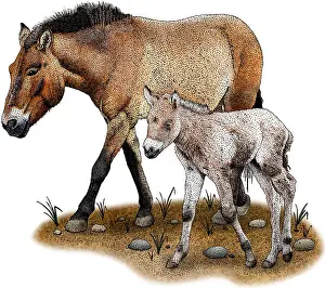 Horse Prints: Przewalski's Horse and Foal