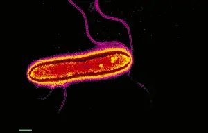 2000 Prints: Pseudomonas cepacea