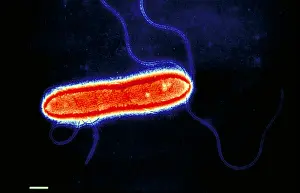 2000 Prints: Pseudomonas cepacea