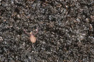 Book Prints: Pseudoscorpion