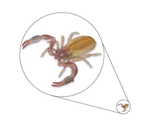 Book Prints: Pseudoscorpion (False Scorpion)