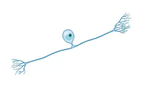 Short Prints: Pseudounipolar Neuron