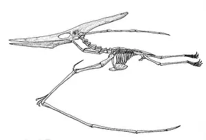 Prehistoric Prints: Pteranodon, Cretaceous Flying Reptile