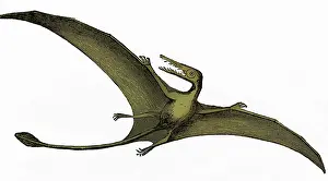 Horology Prints: Pterodactyl, Extinct Flying Reptile