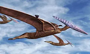 Flight Prints: Pterodactyls in Flight