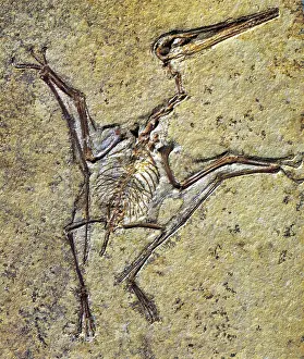 Geologic Prints: Pterodactylus