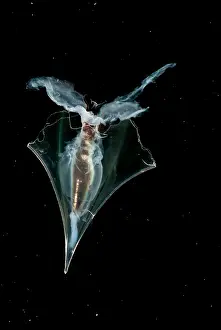 Transparent Prints: Pteropod
