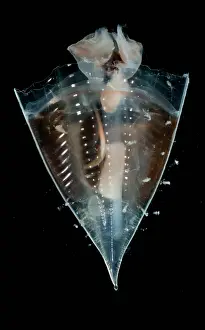 Molluscks Prints: Pteropod