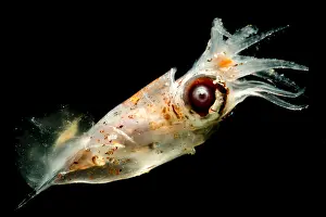 Cephalopod Prints: Pterygioteuthis squid
