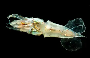 Cephalopod Prints: Pterygioteuthis squid