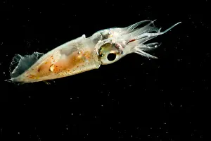 Cephalopod Prints: Pterygioteuthis squid