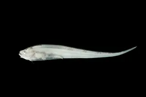 Eels Prints: Pudgy Cusk Eel (Spectrunculus grandis)