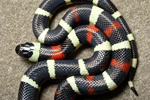 Serpent Prints: Pueblan Milk Snake (L. triangulum campbelli)