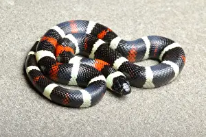 Serpent Prints: Pueblan Milk Snake (L. triangulum campbelli)