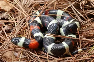 Serpent Prints: Pueblan Milk Snake (L. triangulum campbelli)