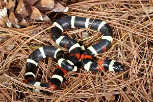 Serpent Prints: Pueblan Milk Snake (L. triangulum campbelli)