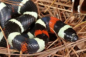 Serpent Prints: Pueblan Milk Snake (L. triangulum campbelli)