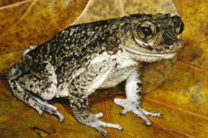 Breeding Prints: Puerto Rican Crested Toad