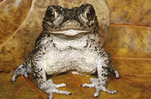 Breeding Prints: Puerto Rican Crested Toad
