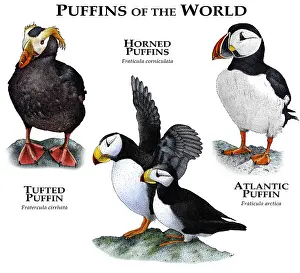 2015 Prints: Puffins of the World