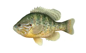 March Prints: Pumpkinseed