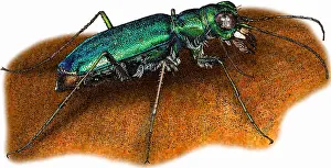 Beetle Prints: Punctured Tiger Beetle