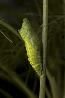 Bugs Prints: Pupa of Black Swallowtail Butterfly