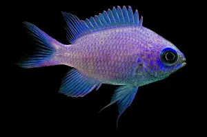 Atlantic Prints: Purple Chromis