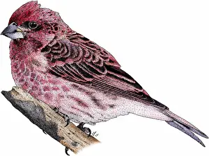 Purple Prints: Purple finch