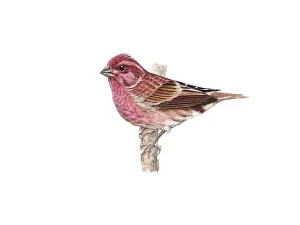 Branches Prints: Purple Finch (Carpodacus purpureus)