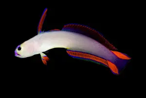 Community Prints: Purple Firefish