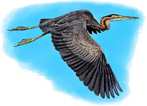 Wading Prints: Purple heron