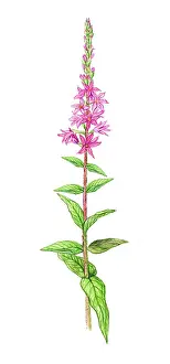 Angiosperm Prints: Purple Loosestrife