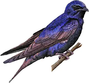 Martin Prints: Purple Martin, Progne subis, Illustration