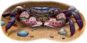 Decapod Prints: Purple Shore Crab