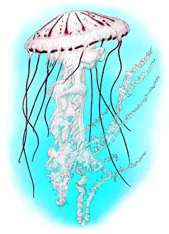 Purple Prints: Purple Striped Jellyfish