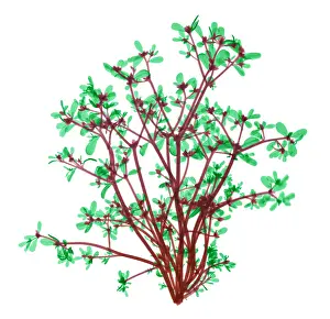 Weed Prints: Purslane, X-ray