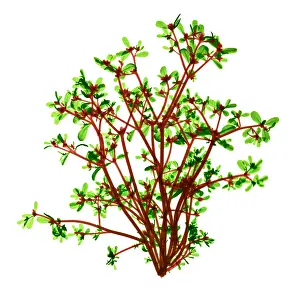 Weed Prints: Purslane, X-ray