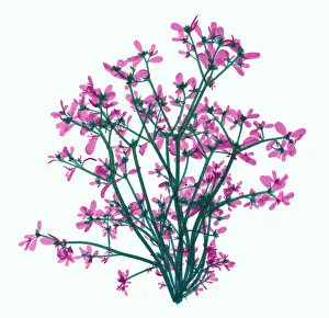 Weed Prints: Purslane, X-ray