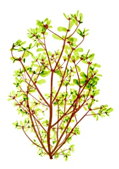 Weed Prints: Purslane, X-ray