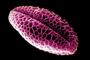 Electron Prints: Pussy Willow Pollen Grains