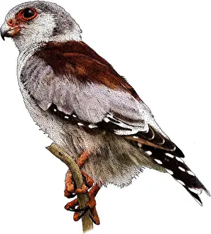 Hawk Prints: Pygmy falcon