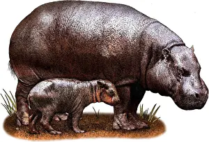 Pygmy Prints: Pygmy hippopotamus