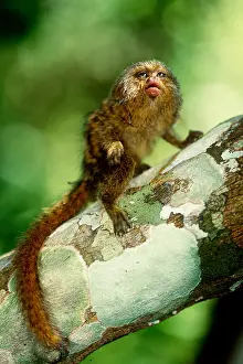 Fauna Prints: Pygmy Marmoset