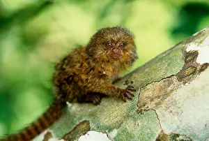 Fauna Prints: Pygmy Marmoset
