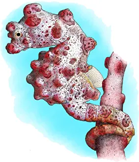 Horse Prints: Pygmy Seahorse, Illustration